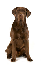 Sitzender Labrador Retriever isoliert auf weißem Grund