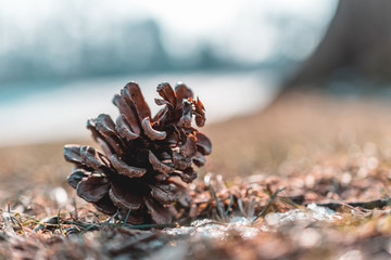 Tannenzapfen auf dem Boden