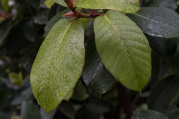 Green and yellow leaves of tropical plant