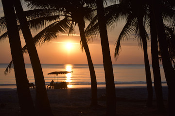 Beautiful Silhouette coconut palm tree