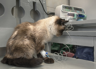 Siamese cat fell ill and sits in a veterinary clinic with a dropper