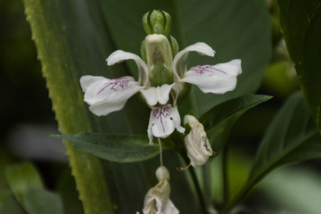 White flower