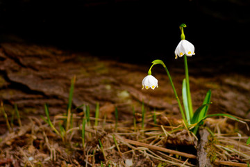 Spring snowflake flowers Leucojum vernum blooming in sunset. Early spring snowflake flowers in march. First flowers in springtime. Closeup of white spring snowflake in the forest.