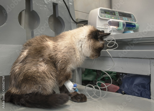 Siamese Cat Fell Ill And Sits In A Veterinary Clinic With A