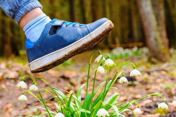 Spring snowflake flowers Leucojum vernum blooming in sunset. Flower protected by law. Shoe treading on a flower in grass. Concept shoes ruthlessly tramples the living flower. Keep off the flowers