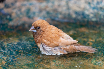 Vogel
