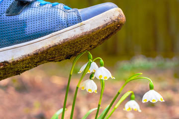 Spring snowflake flowers Leucojum vernum blooming in sunset. Flower protected by law. Shoe treading on a flower in grass. Concept shoes ruthlessly tramples the living flower. Keep off the flowers