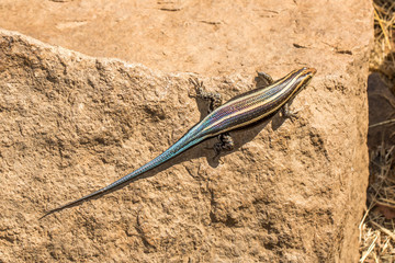 Blue-tailed Sandveld Lizard