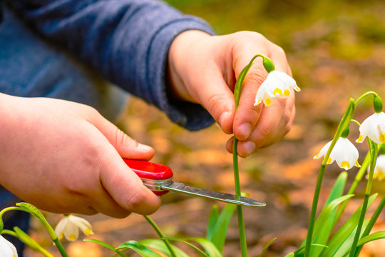 Spring snowflake flowers Leucojum vernum blooming in sunset. The boy holding a red knife cuts legally protected flowers. Closeup of white spring snowflake in the forest.