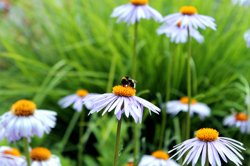 Obraz premium Purple daisis and bees