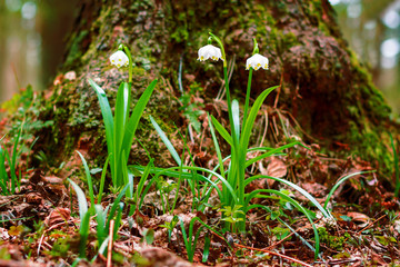 Spring snowflake flowers Leucojum vernum blooming in sunset. Early spring snowflake flowers in march. First flowers in springtime. Closeup of white spring snowflake in the forest.
