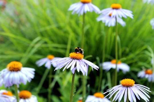 Purple daisis and bees
