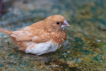 Vogel