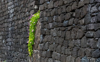 Waterfall Of Flowers