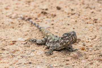 Southern Tree Agama