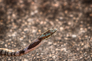 South-Eastern Savanna Vine Snake