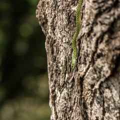 Spotted Bush Snake