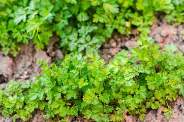 Fresh parsley in the garden, growing in rows. close-up. field, farm, growing herbs