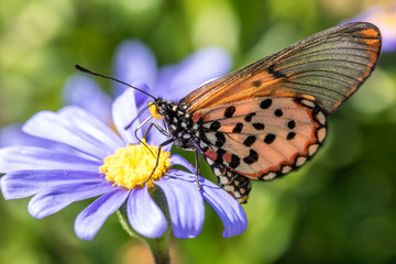 Garden Acraea