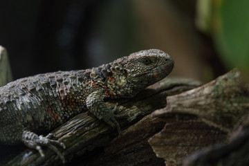 Kleiner Drache - Krokodilschwanzechse