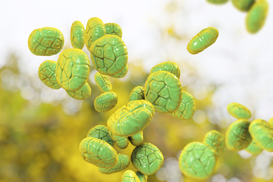 Mimosa pollen, close-up view, 3D illustration. Pollen is a factor causing hay fever and allergic rhinitis