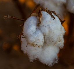 Cotton is King