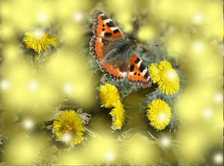 beautiful tender fairytale pastel romantic composition, butterfly Hives on yellow spring flowers and drops of dew sunny day