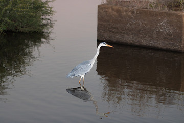 Grey Heron