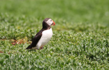 Atlantic Puffin from the Farne Islands