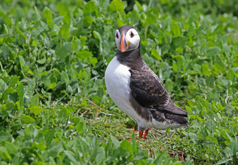 Atlantic Puffin from the Farne Islands