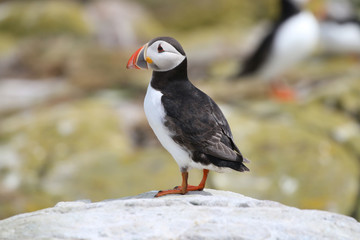 Atlantic Puffin from the Farne Islands