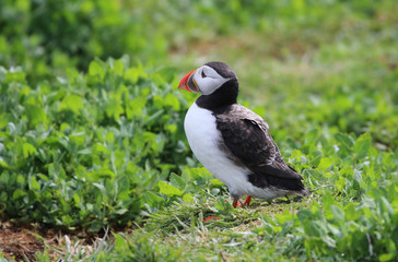Atlantic Puffin from the Farne Islands