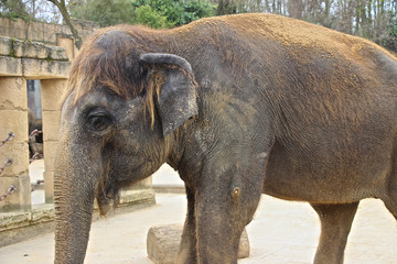 Fototapeta premium Nahaufnahme Asiatischer Elefant
