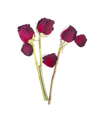 Dried red roses on white background