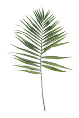 Palm leaf on white background