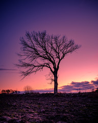 a lonely tree on a field at sunset