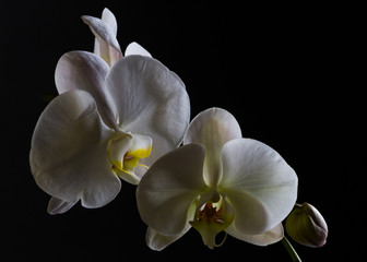 Fototapeta na wymiar Still Life Orchids