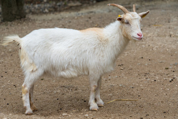 Ziege