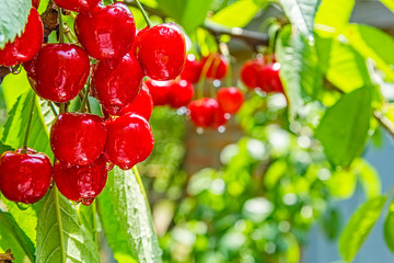 Cherry berries on a tree branch with water drops, backlight