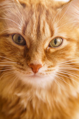3461716 Brown Cat, Red Male Cat, Ginger Cat