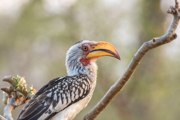 Fototapeta premium Southern yellow-billed hornbill