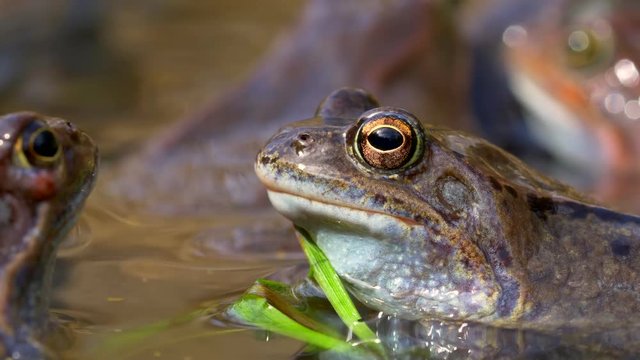European common frog (Rana temporaria) mating