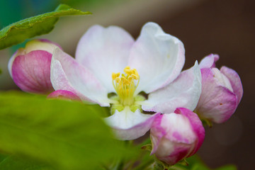 Fototapeta na wymiar Blossom