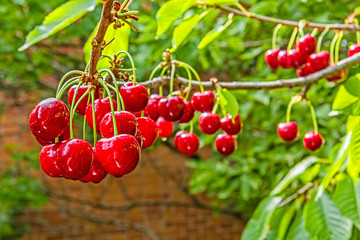 Red berries cherries on a branch, close-up