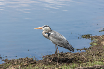 Grey Heron