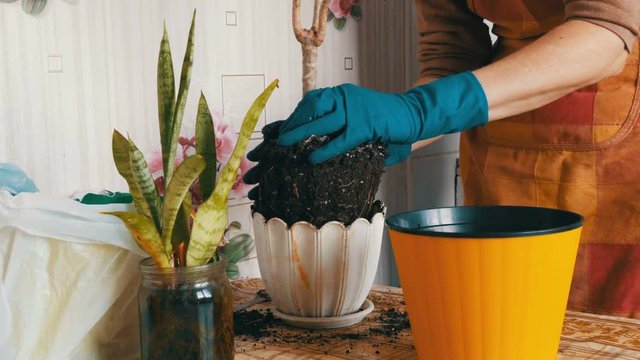 Female hands in blue gloves are transplanted home flower in new beautiful yellow pot.