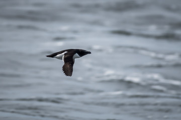 Flying archipelago bird