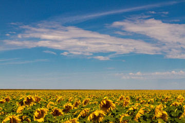 Obraz premium Sunflowers to Forever