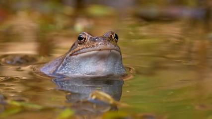 European common frog (Rana temporaria) mating