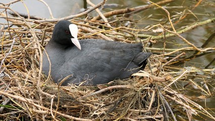 Common Coot breeding on a floating nest